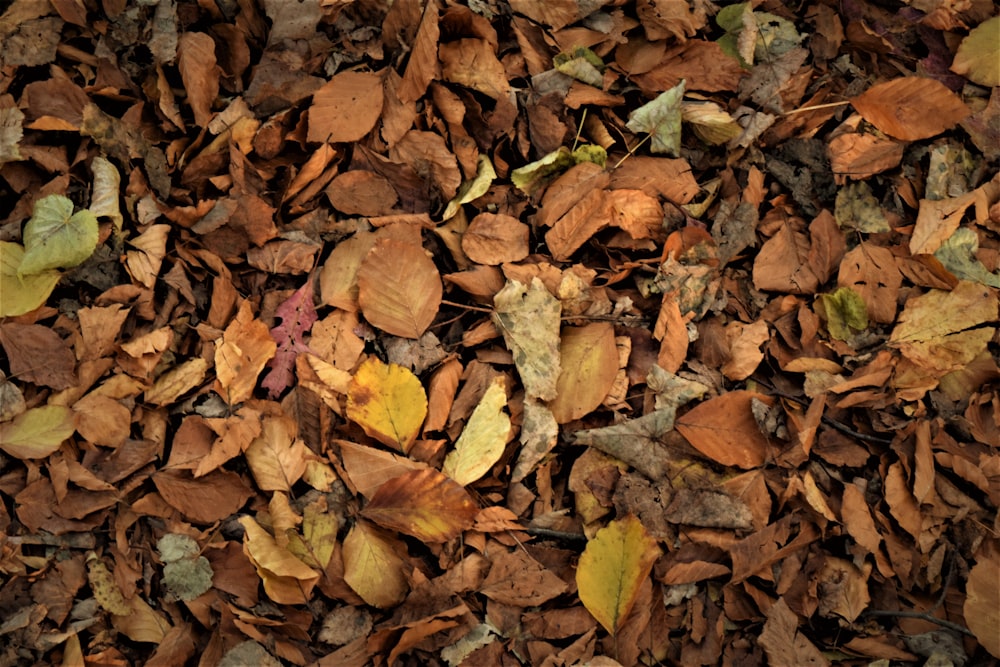 a bunch of leaves that are on the ground