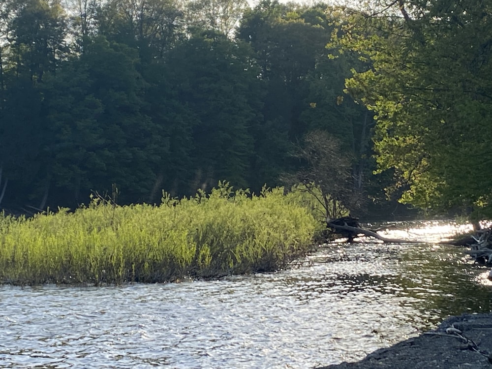 a river running through a lush green forest