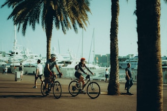 a group of people riding bikes down a street next to palm trees
