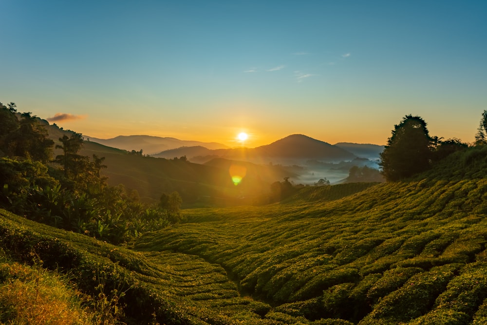 the sun is setting over a tea plantation