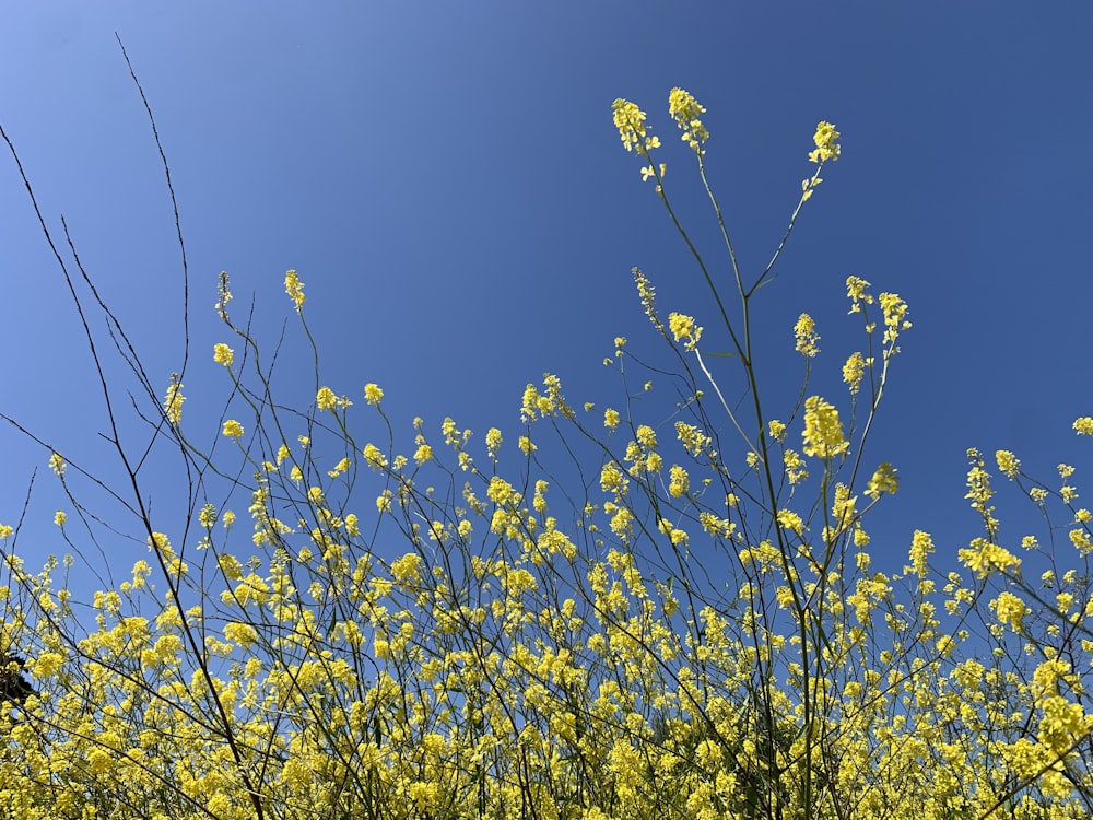 a field of yellow flowers with a blue sky in the background