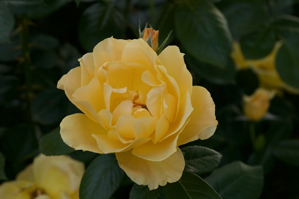 a close up of a yellow flower with green leaves