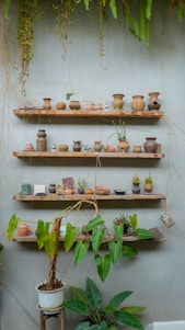 A serene display of simple, handcrafted ceramic pots holding lush green plants on a wooden shelf.