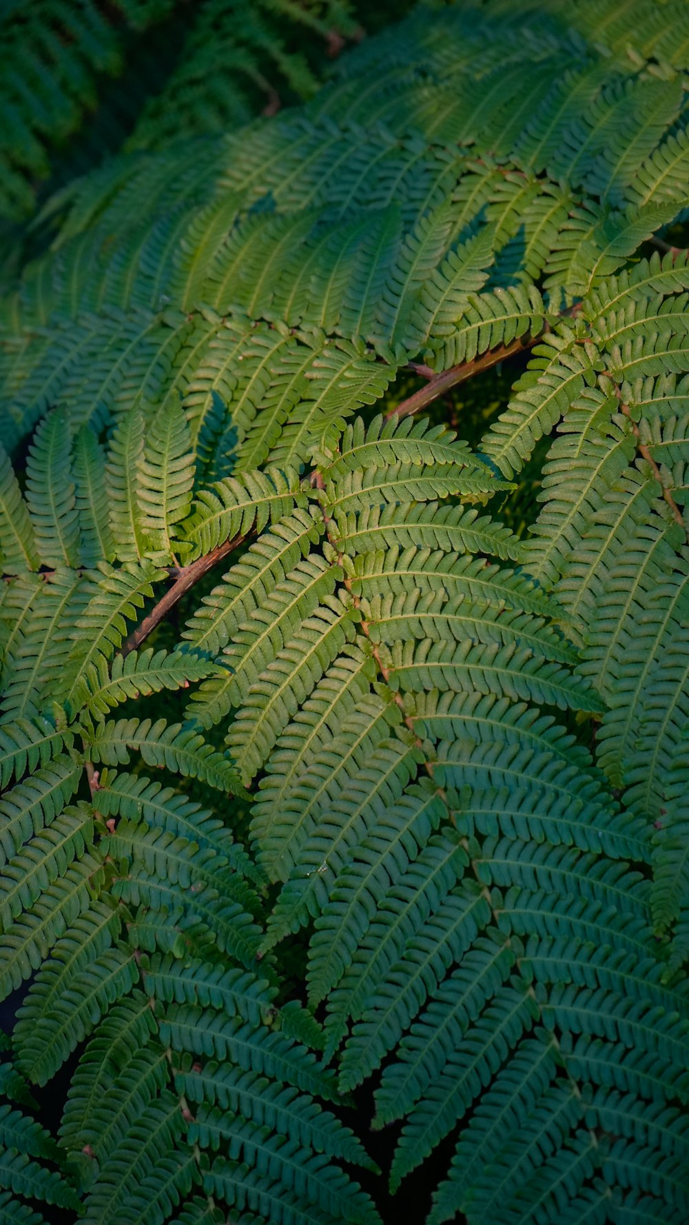 a close up of a green plant with lots of leaves