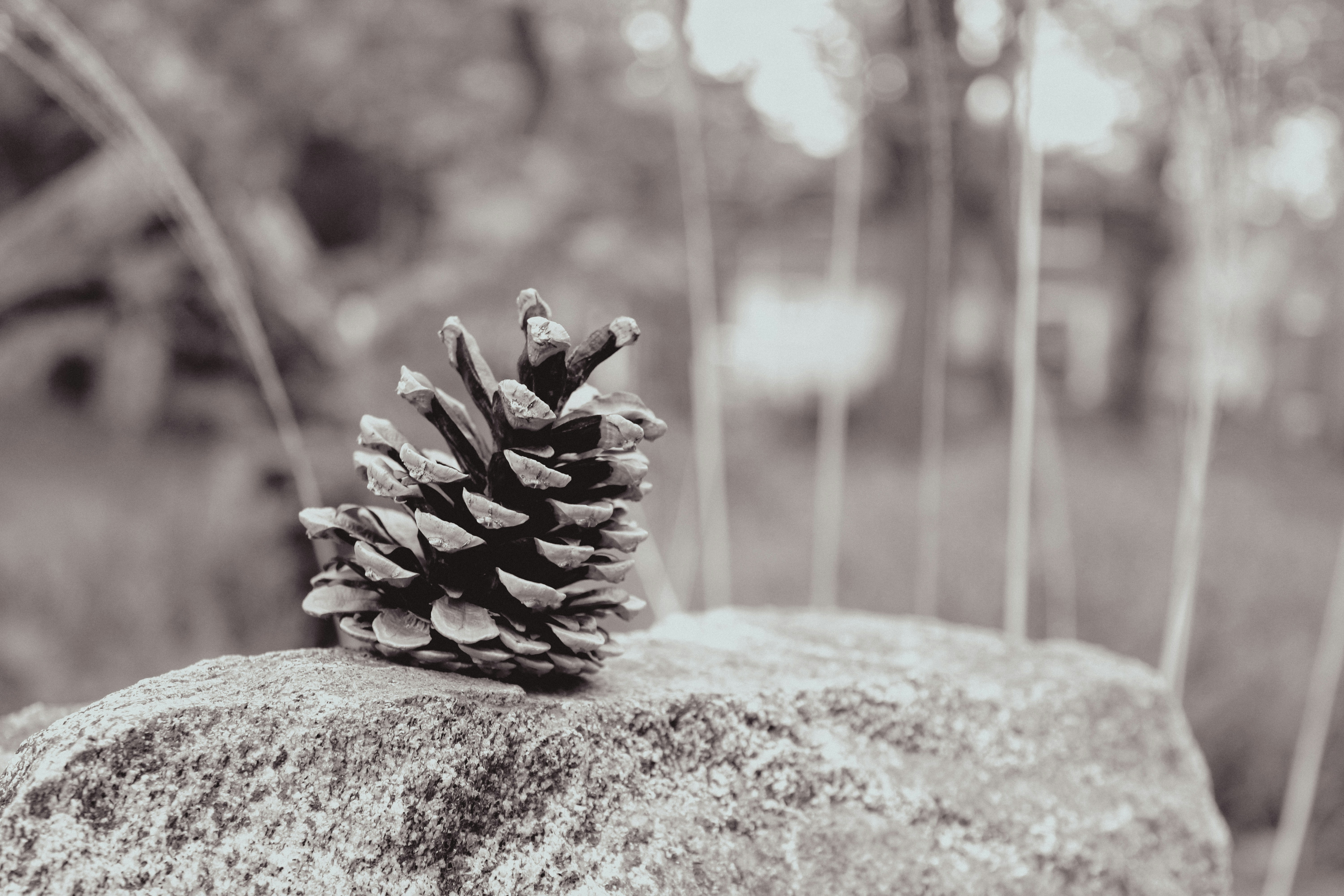 Photo by linusbelanger