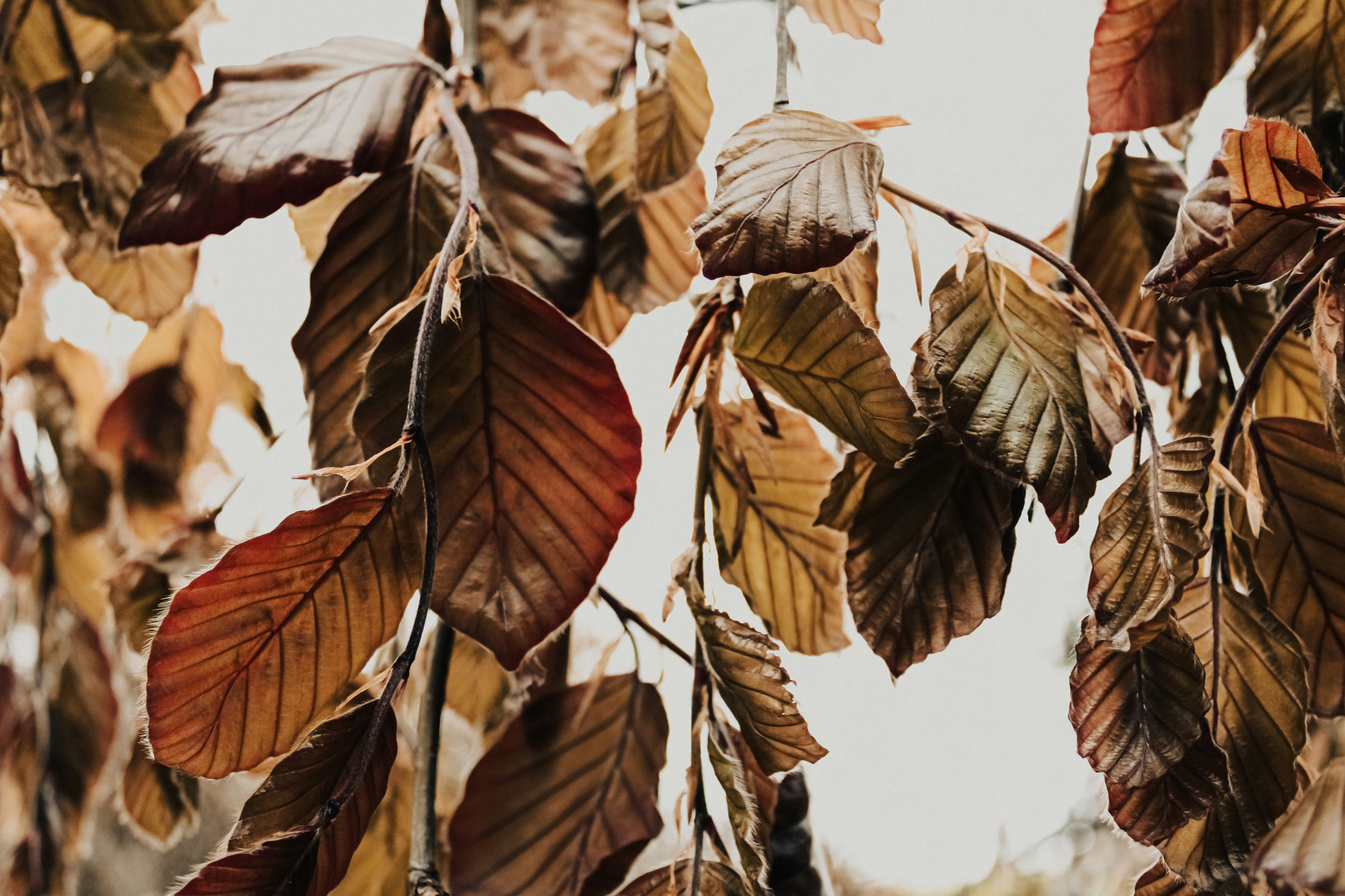 Photo by linusbelanger