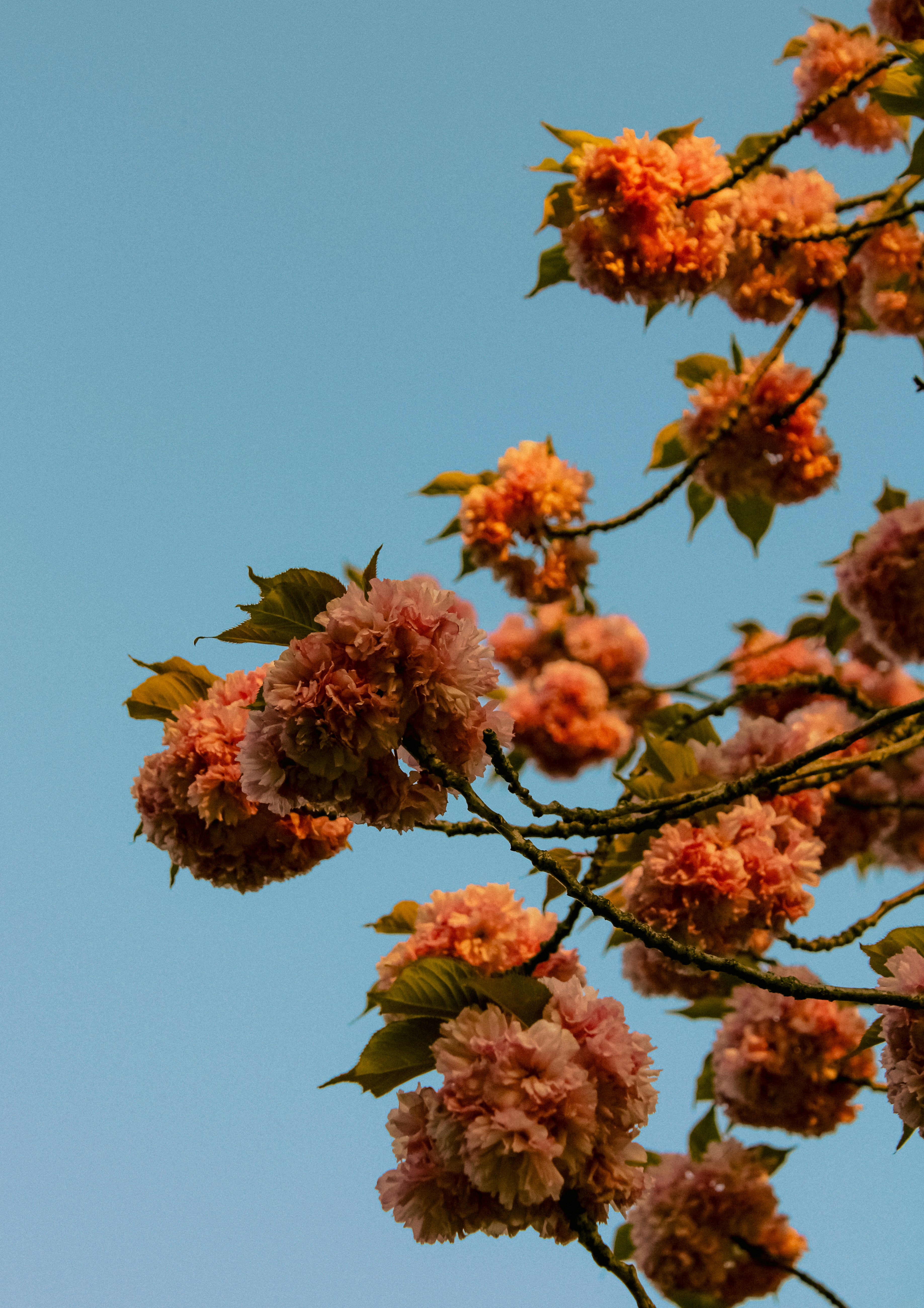 Photo by linusbelanger