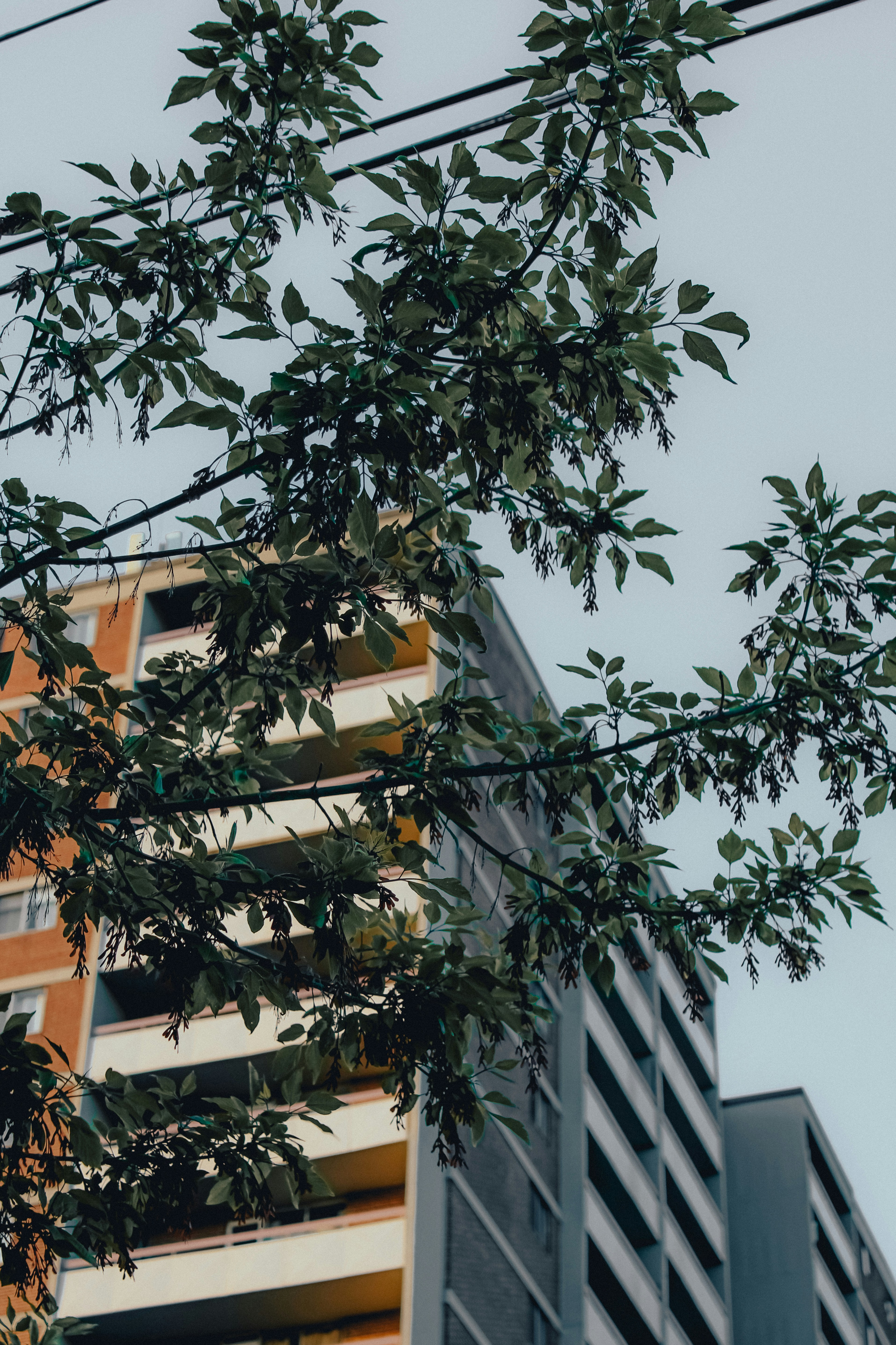 Photo by linusbelanger