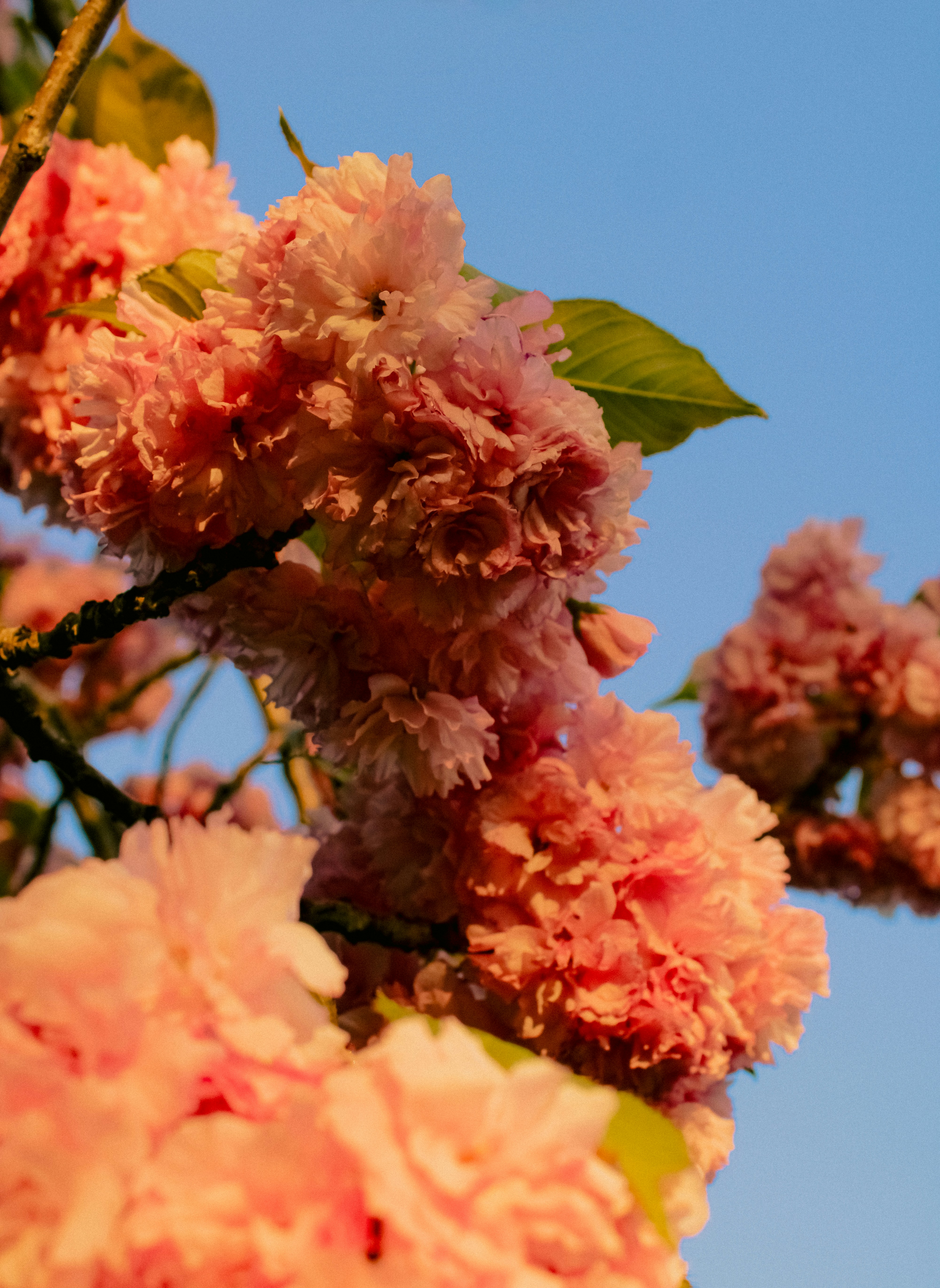 Photo by linusbelanger