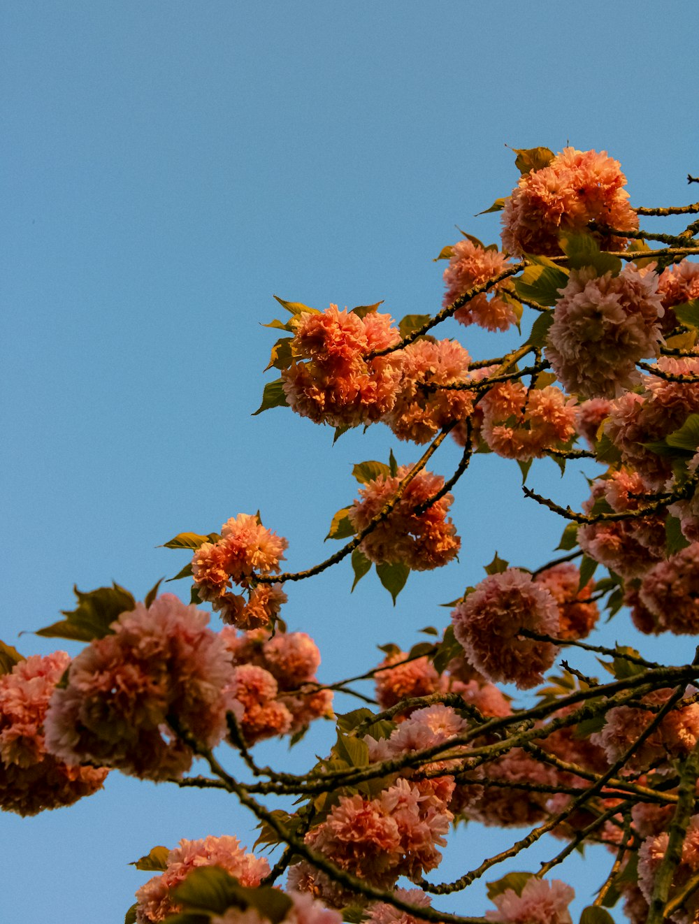 a bird sitting on a branch of a tree