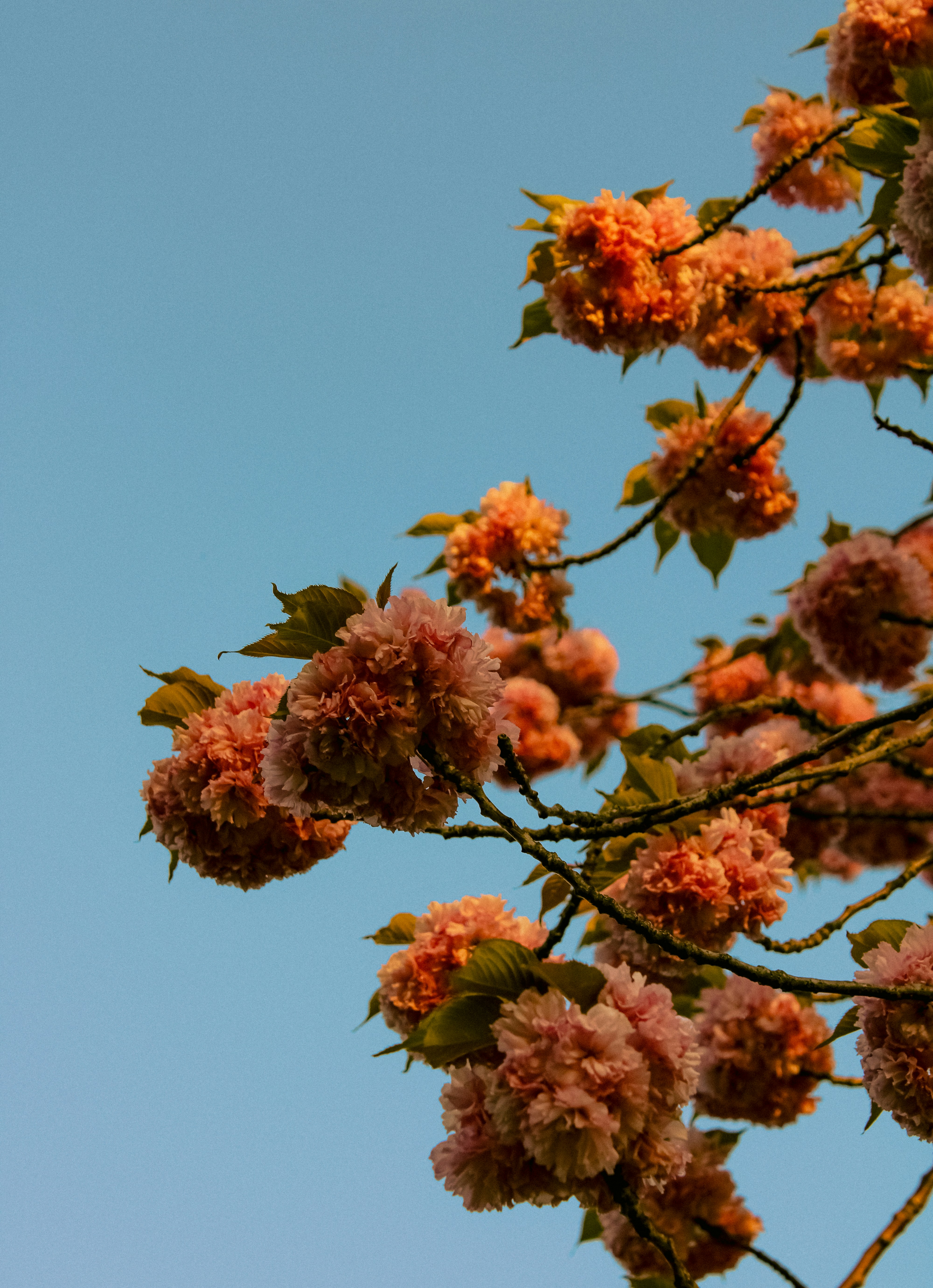 Photo by linusbelanger