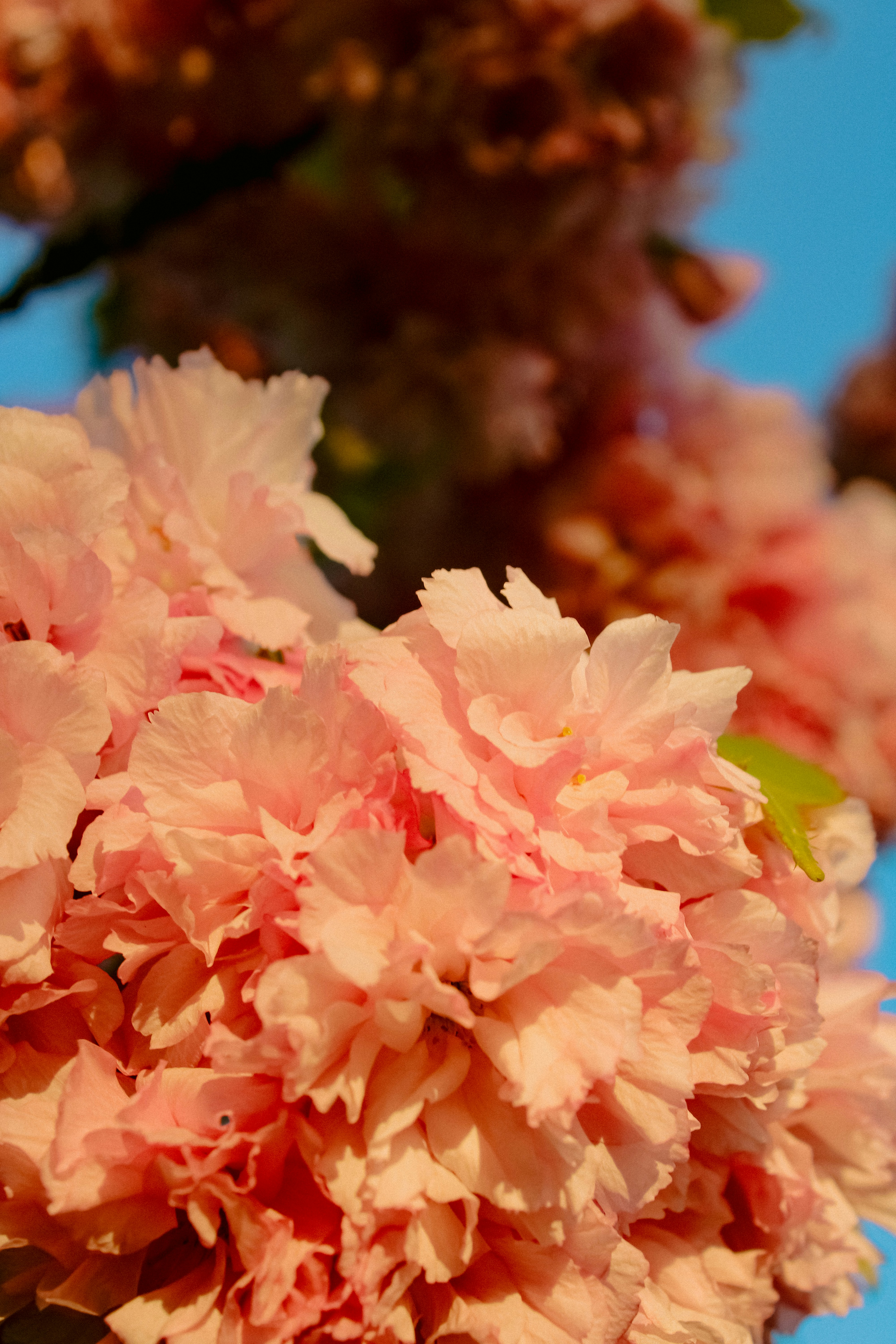 Photo by linusbelanger