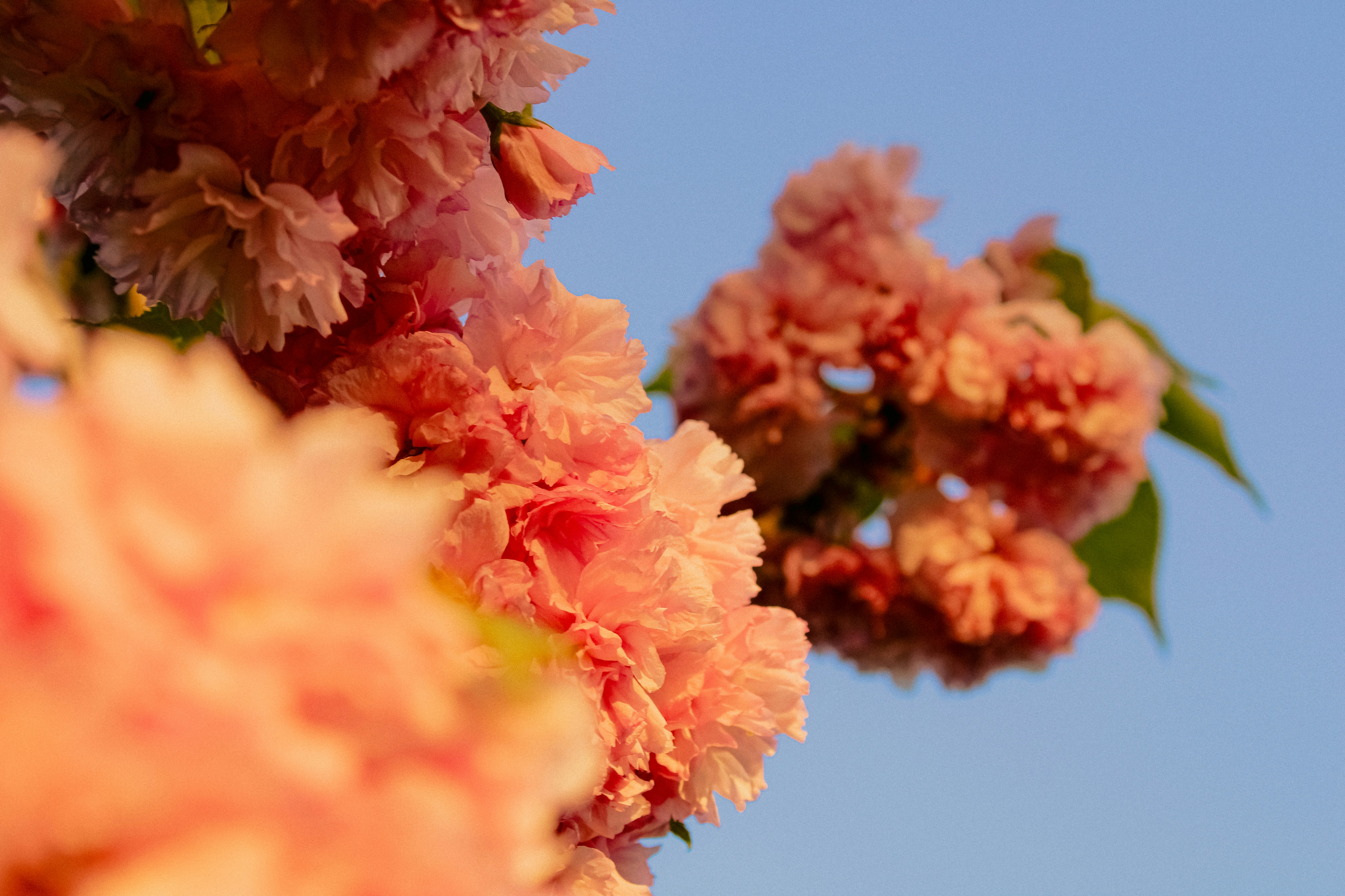 Photo by linusbelanger