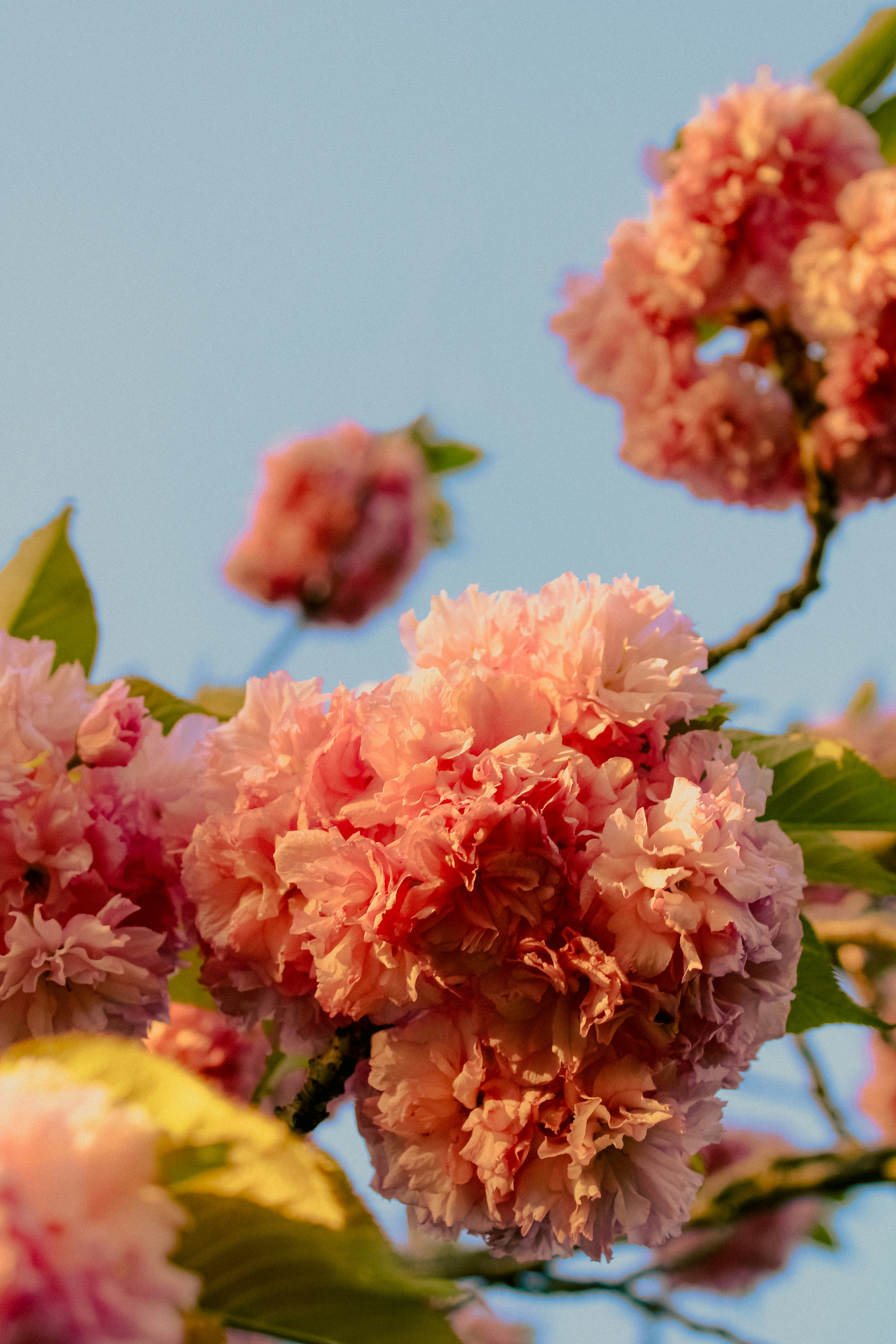 Photo by linusbelanger