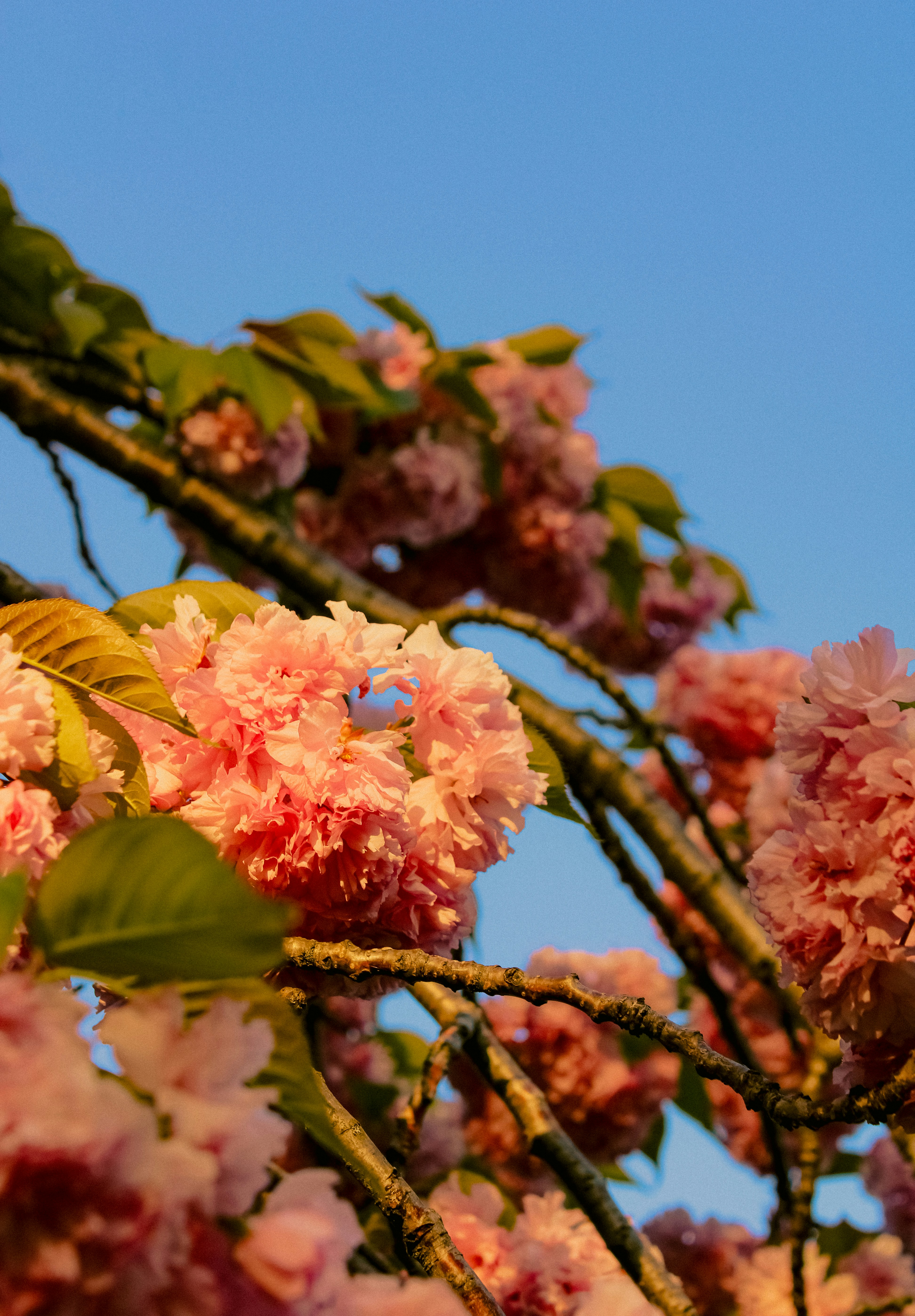 Photo by linusbelanger