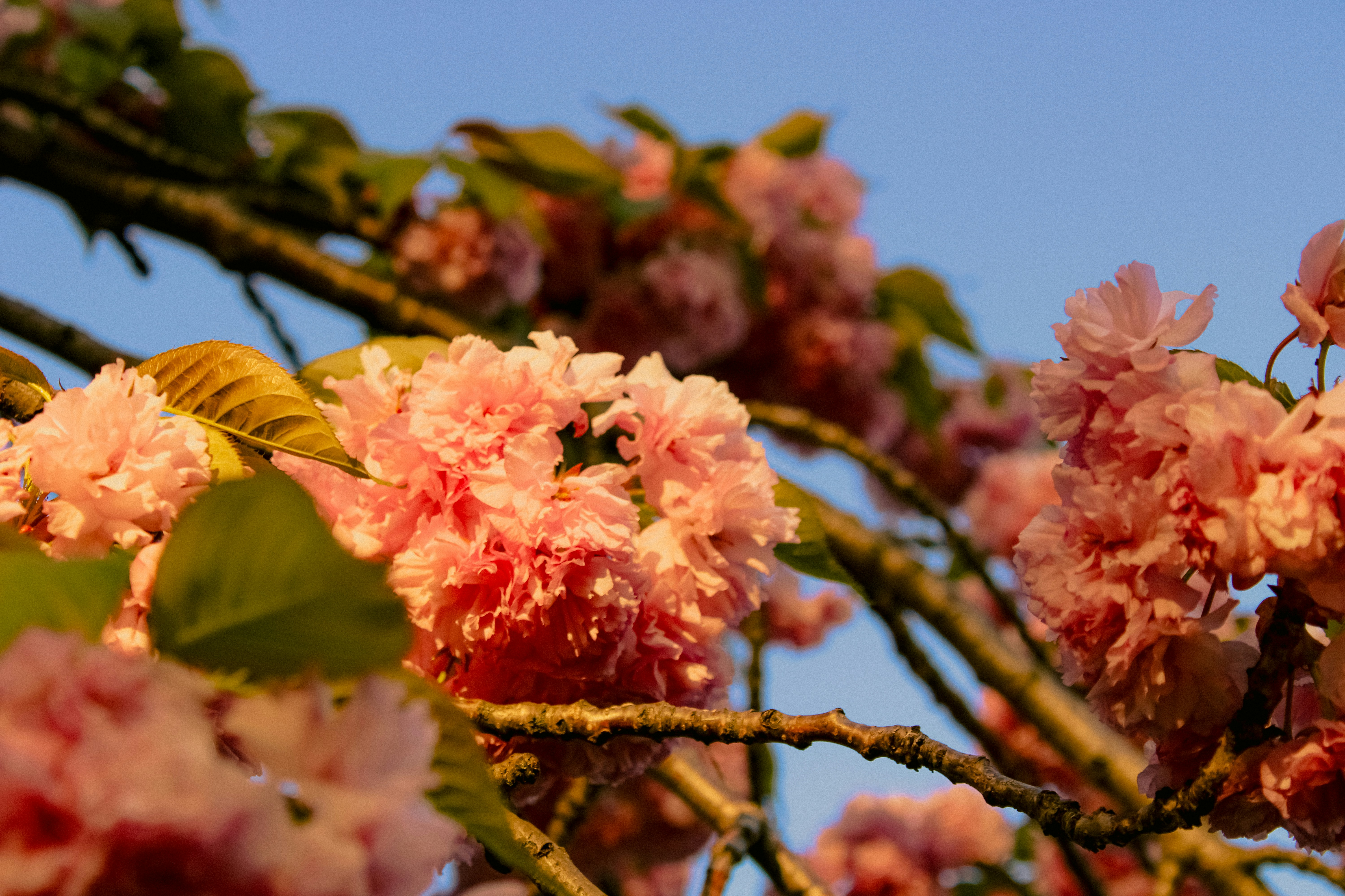 Photo by linusbelanger