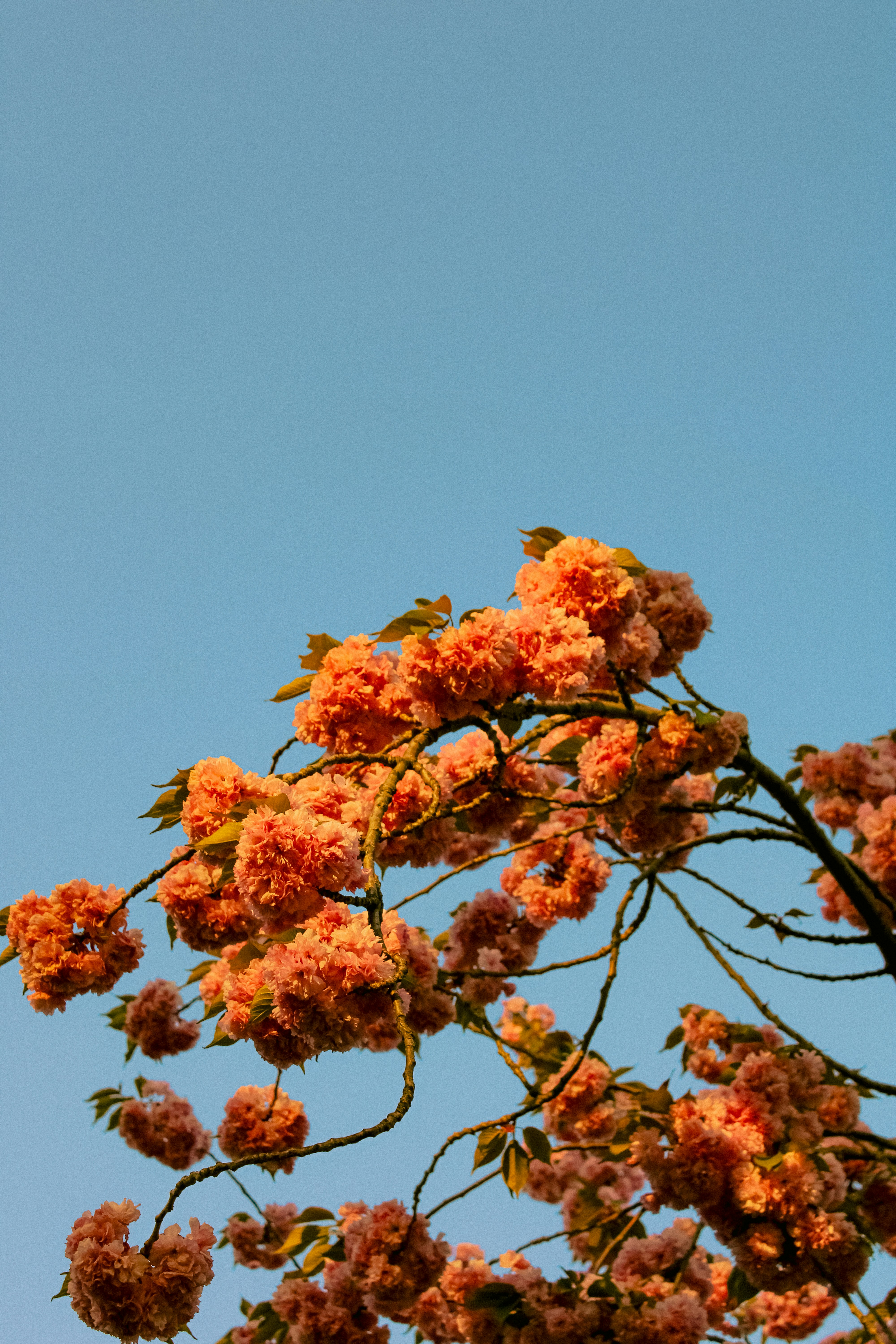 Photo by linusbelanger