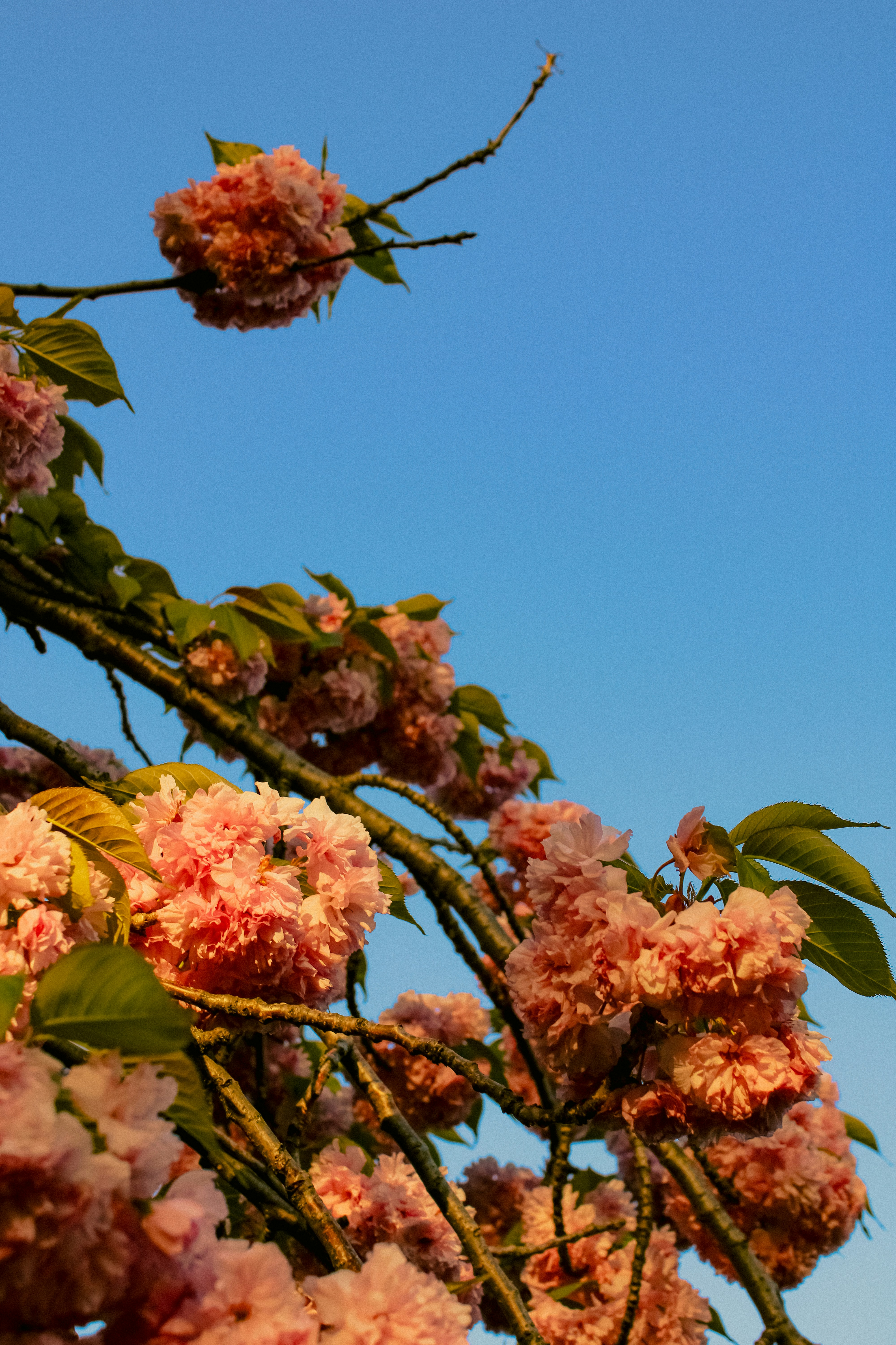 Photo by linusbelanger