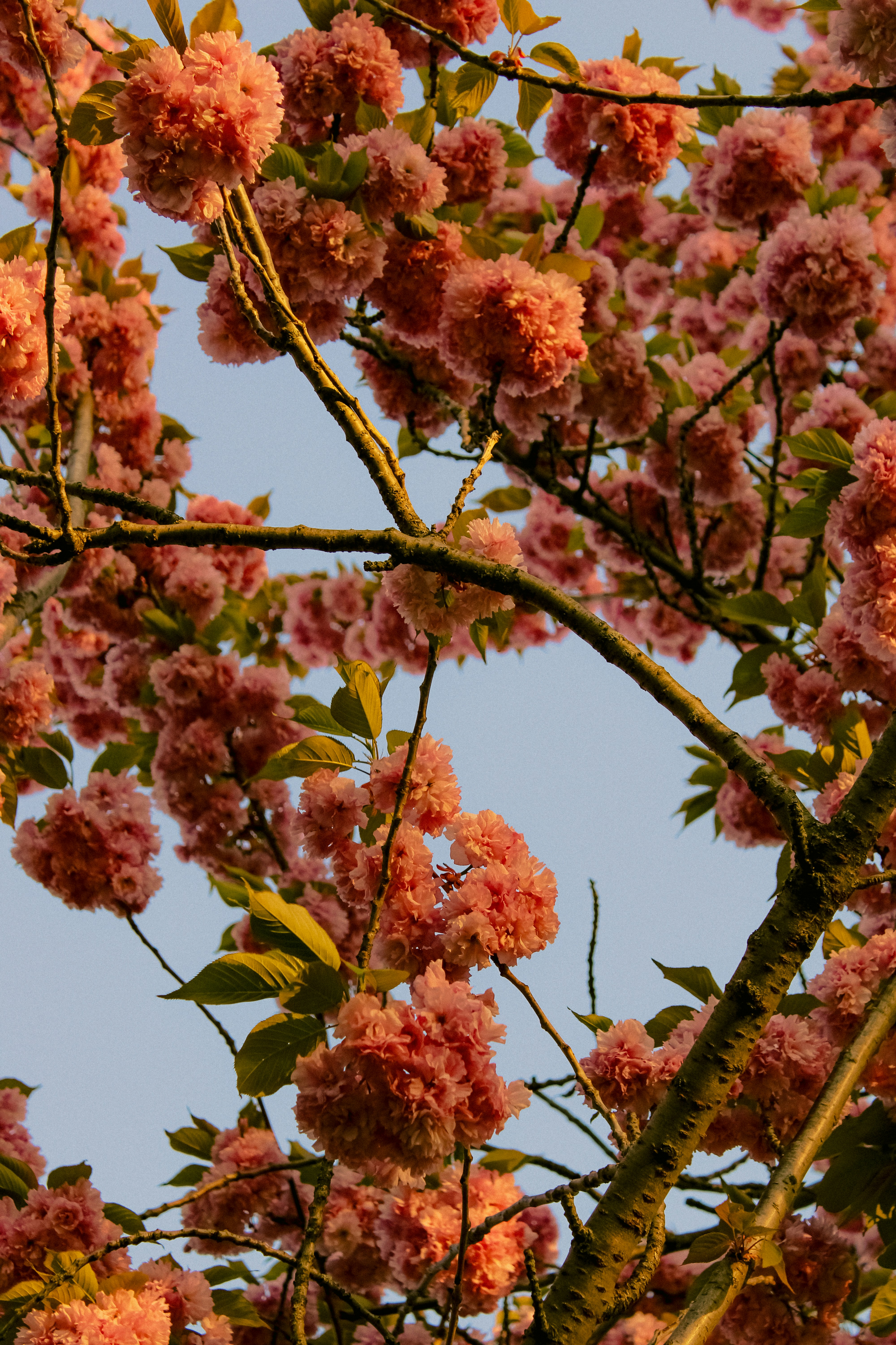 Photo by linusbelanger