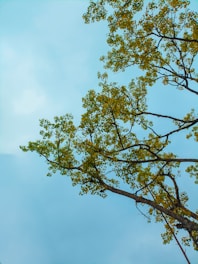 a tree with green leaves against a blue sky