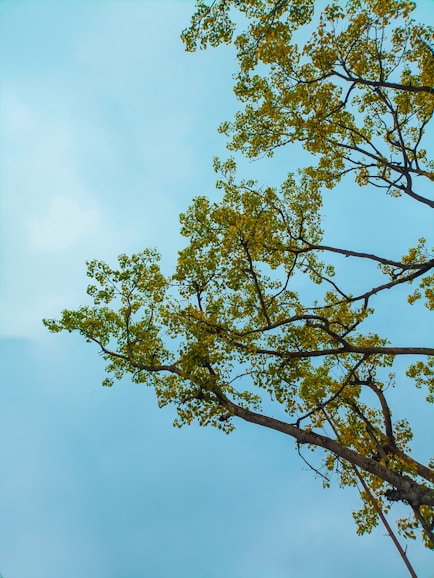 a tree with green leaves against a blue sky