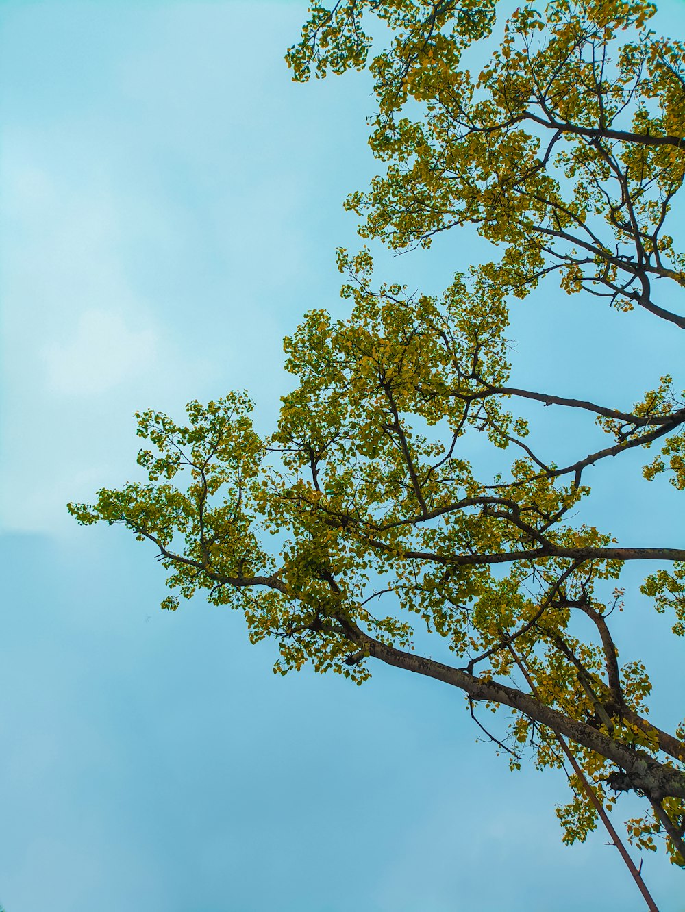 a tree with green leaves against a blue sky