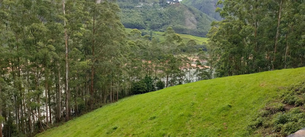 a lush green hillside surrounded by tall trees