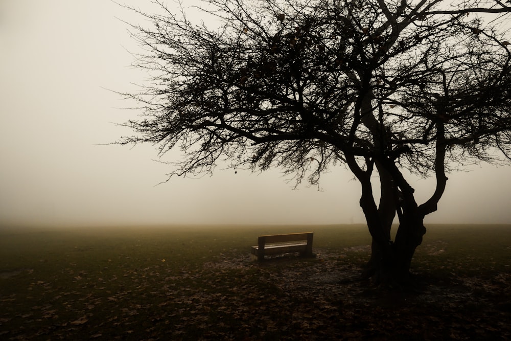 a bench under a tree on a foggy day