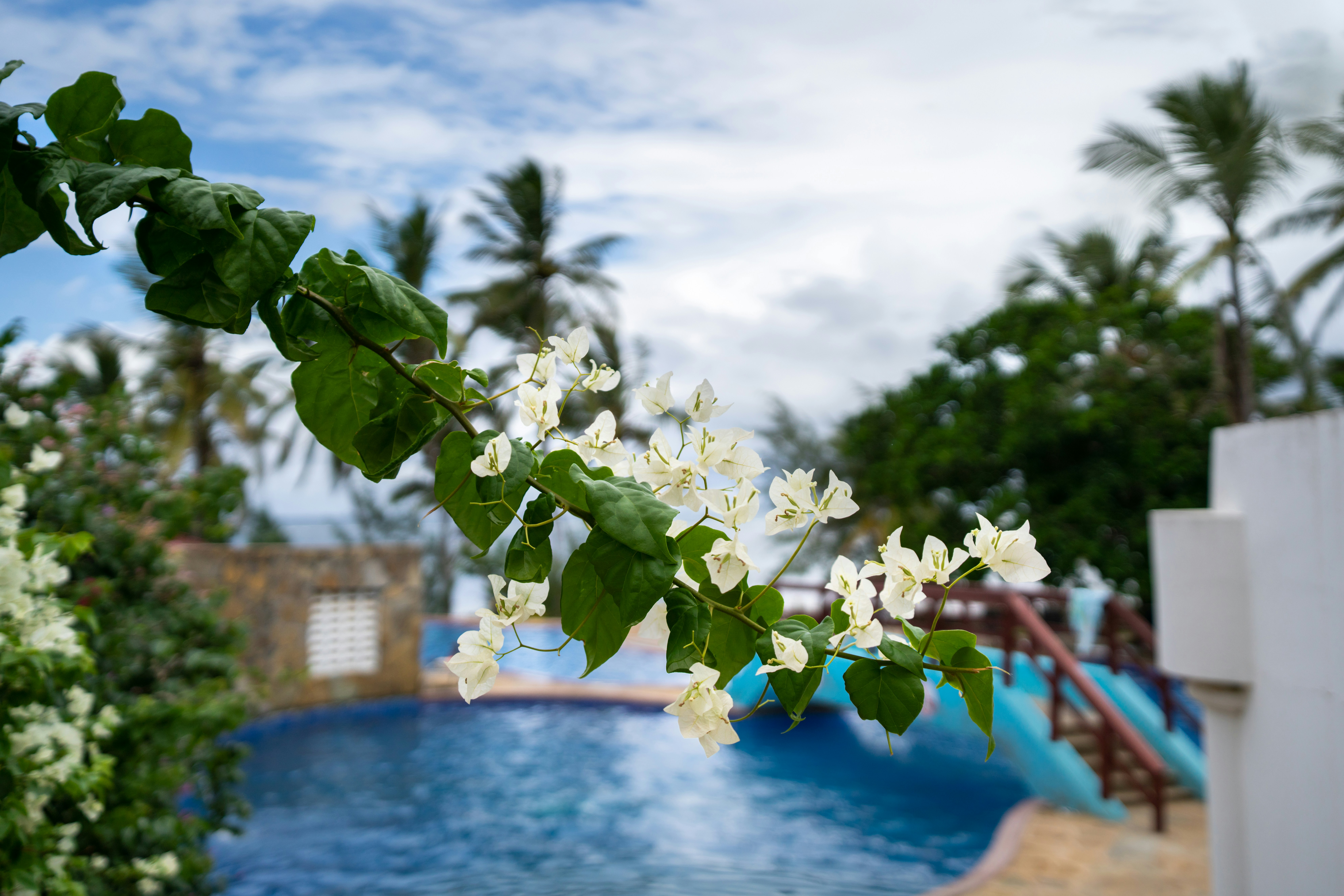 Jasmine House