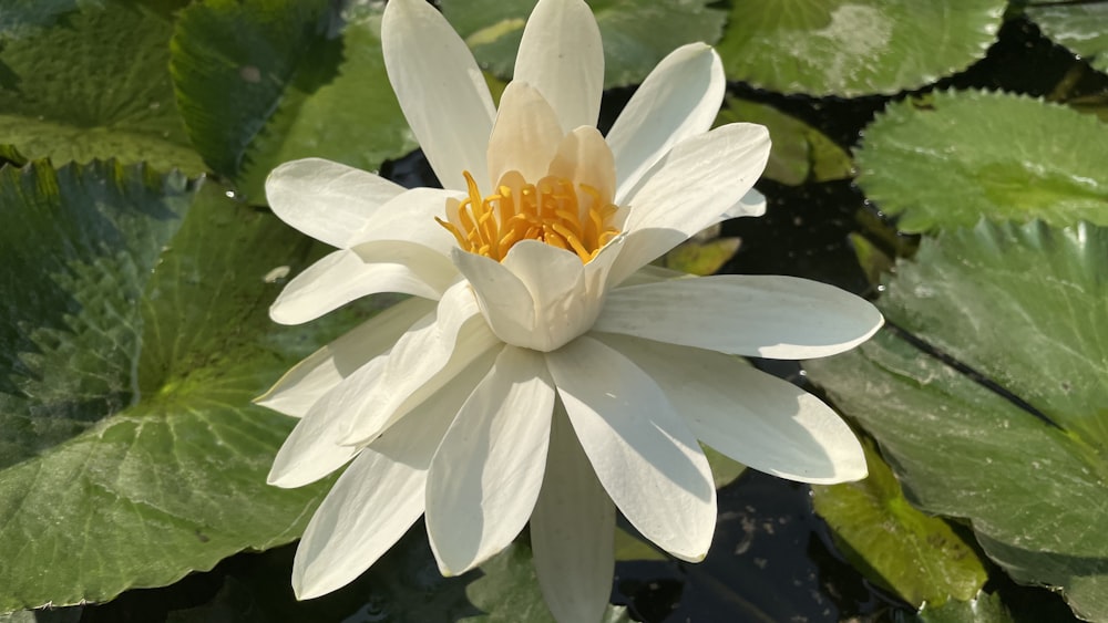 a white flower with yellow center surrounded by green leaves