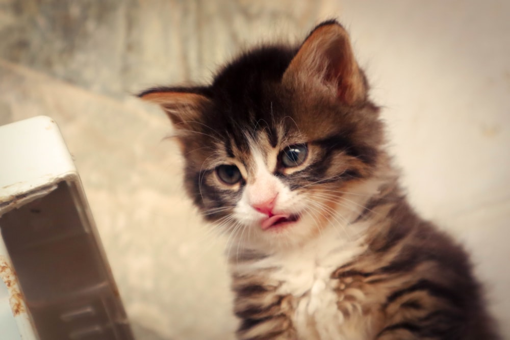 um gatinho pequeno sentado em cima de uma mesa