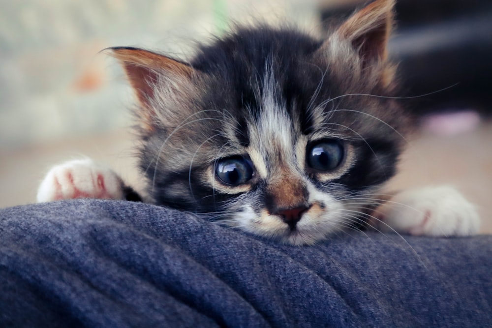 um gatinho pequeno sentado em cima do colo de uma pessoa