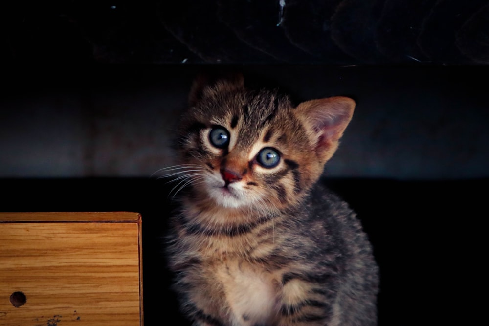 um gatinho pequeno sentado em cima de uma mesa de madeira