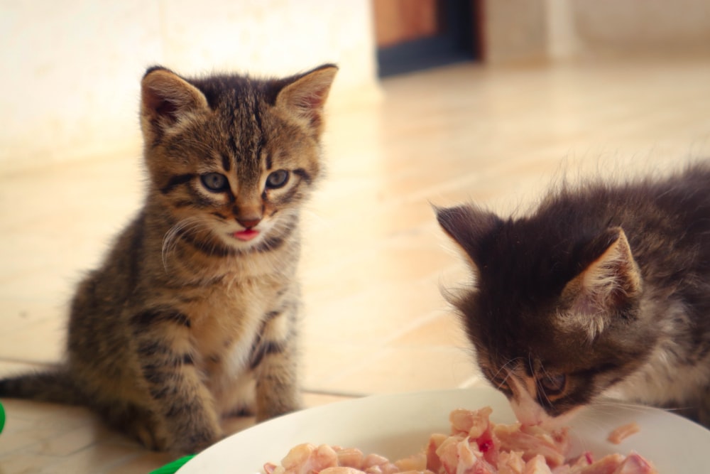 two kittens are eating out of a white bowl