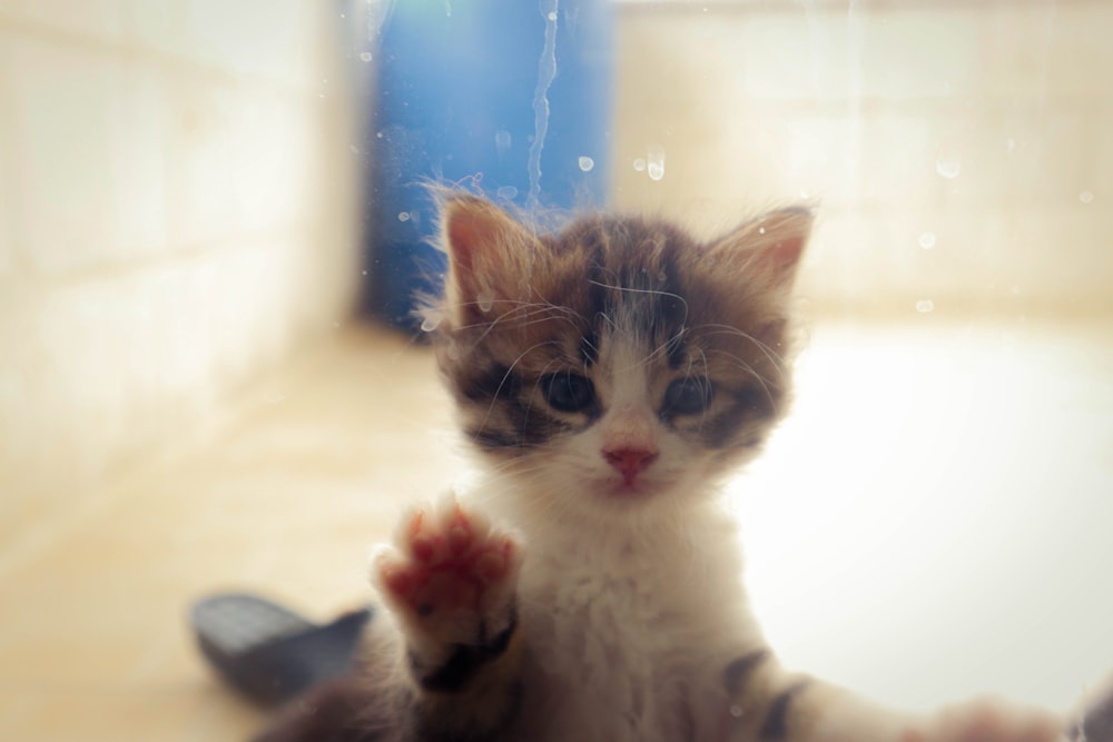 a kitten sitting on the floor with its paw up