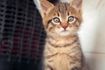 A wide-eyed, young tabby kitten with a fluffy coat and distinct black stripes on its face and body sits against a backdrop. The kitten's ears are perked up, and its expressive face shows curiosity. The background includes a blurry grid-like structure in dark colors.
