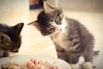 two kittens eating food off of a white plate
