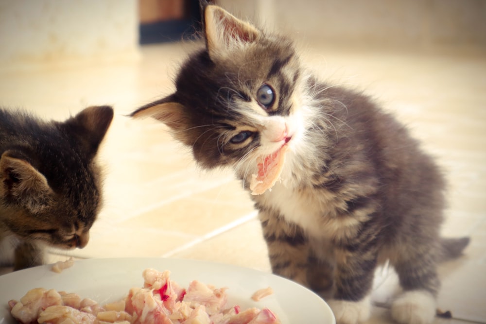 two kittens eating food off of a white plate