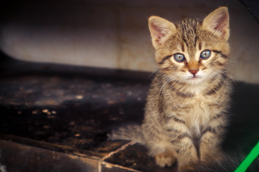 a small kitten sitting on top of a wooden box