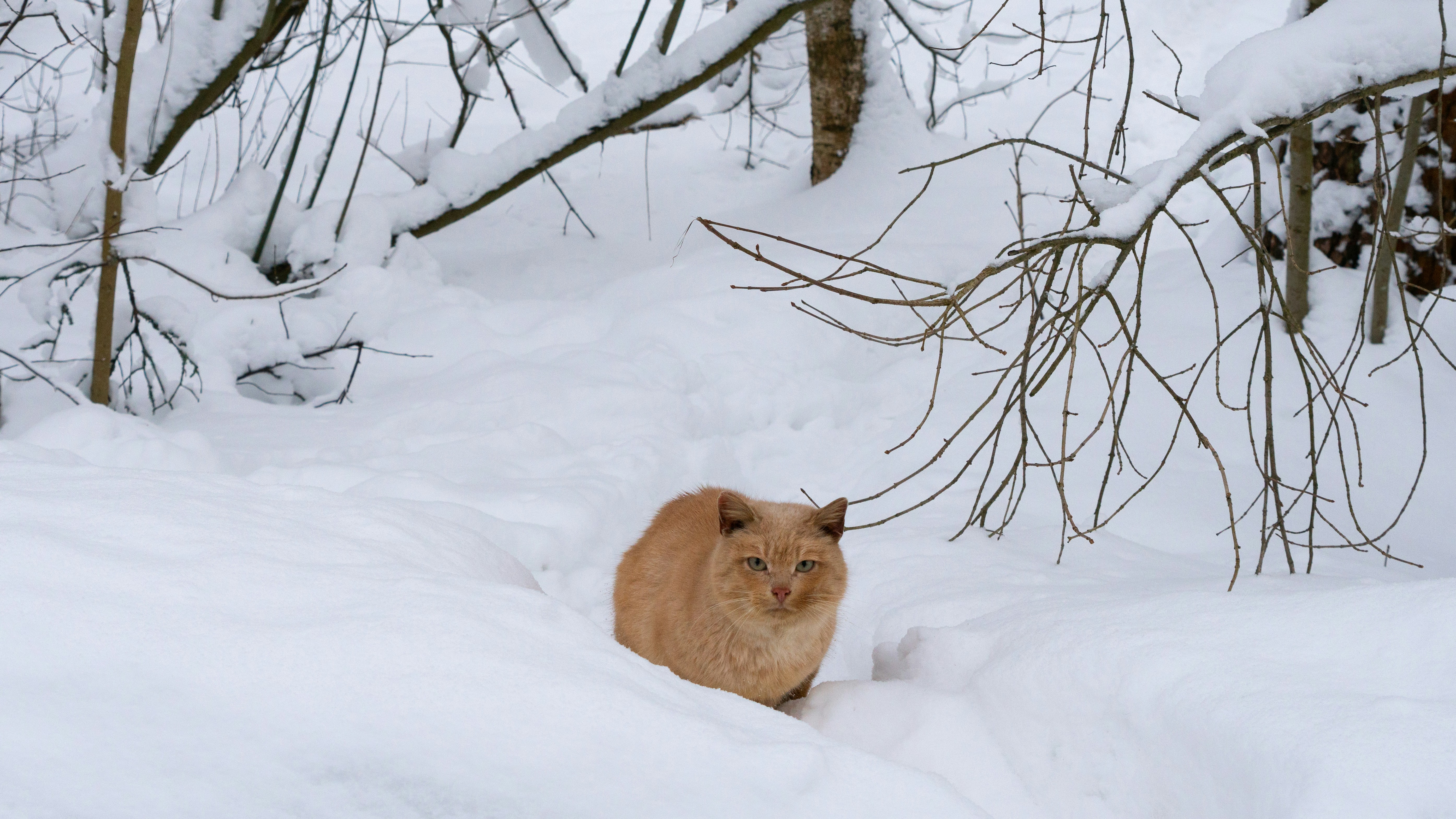 Un gatto arancione è seduto nella neve