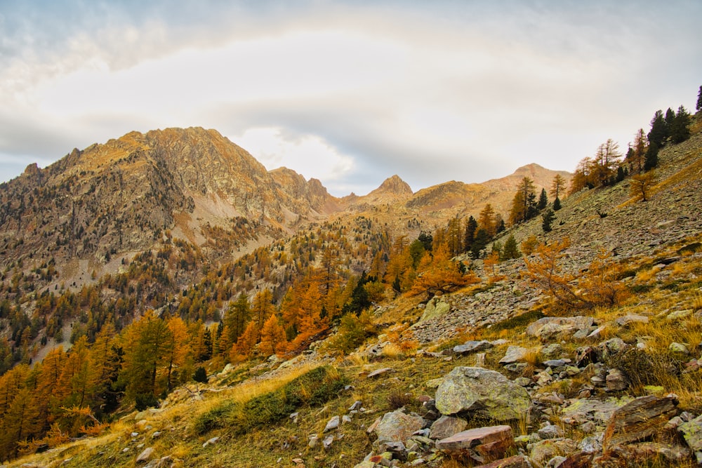 a view of a mountain range with trees in the foreground