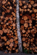 A large stack of neatly arranged, cut tree logs with various sizes and a single birch trunk leaning against them. The logs display rich brown and orange tones from the cut sections, while the birch trunk stands out with its light color and distinctive bark pattern.