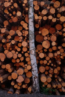 A large stack of neatly arranged, cut tree logs with various sizes and a single birch trunk leaning against them. The logs display rich brown and orange tones from the cut sections, while the birch trunk stands out with its light color and distinctive bark pattern.