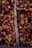 A large stack of neatly arranged, cut tree logs with various sizes and a single birch trunk leaning against them. The logs display rich brown and orange tones from the cut sections, while the birch trunk stands out with its light color and distinctive bark pattern.