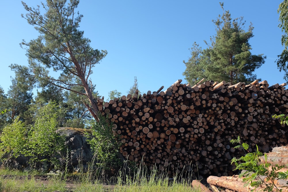 a large pile of logs sitting next to a forest