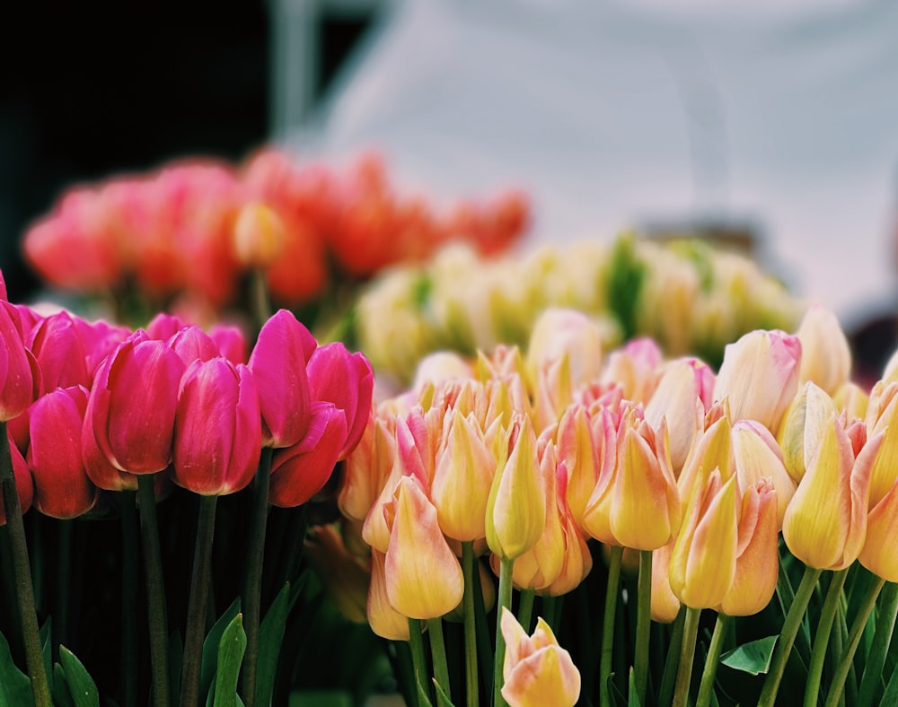 a bunch of flowers that are next to each other