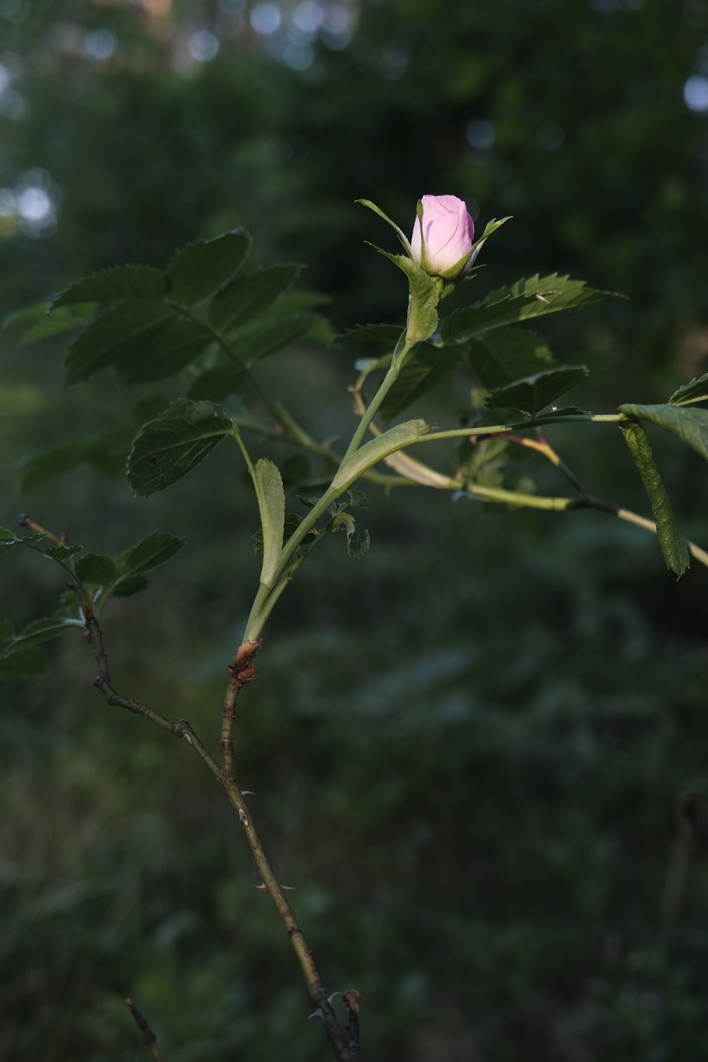 a single pink rose is blooming on a tree branch