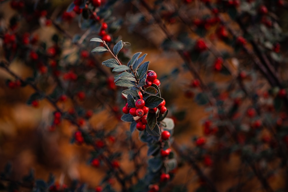 a bush with red berries and green leaves