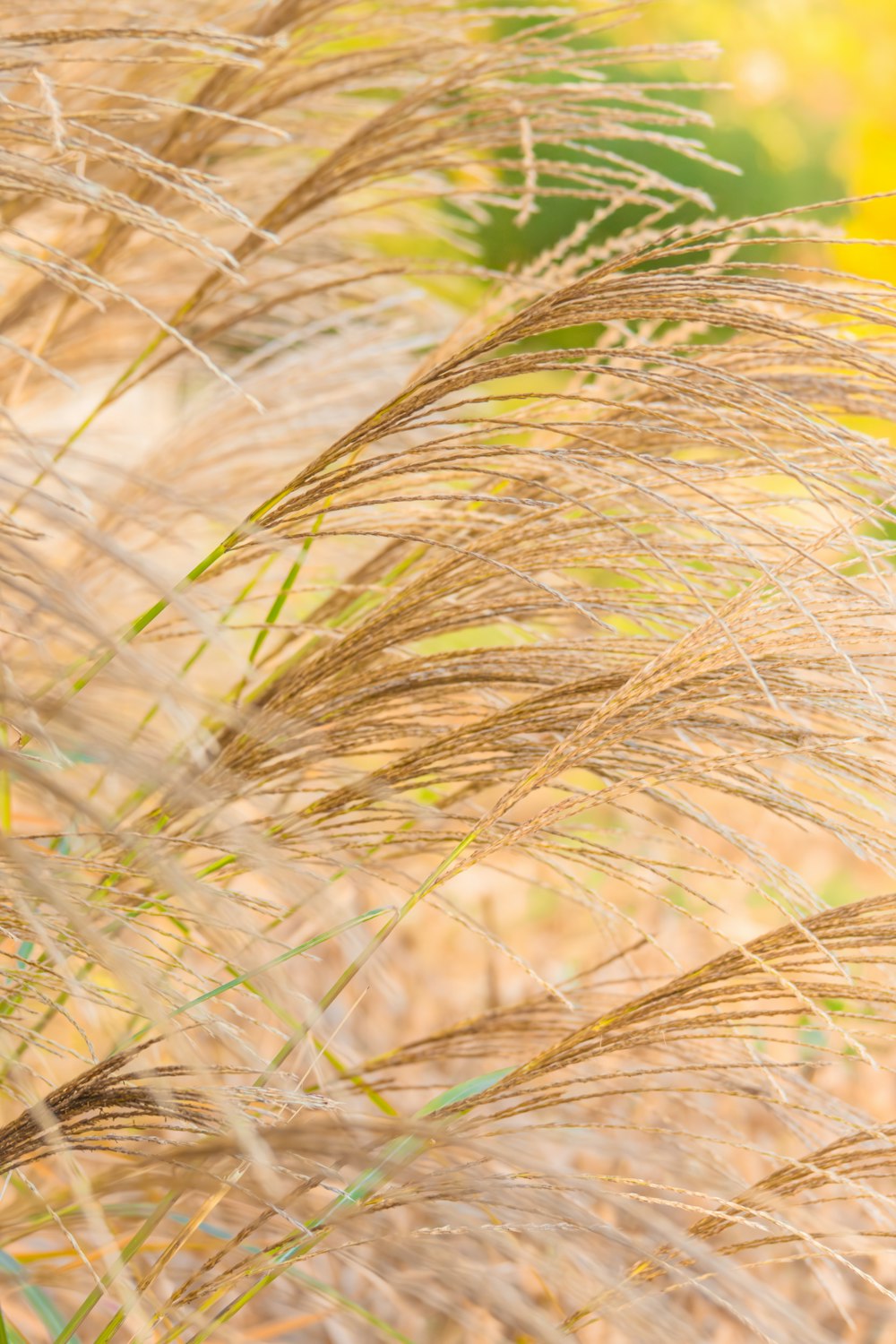 a close up of a bunch of tall grass