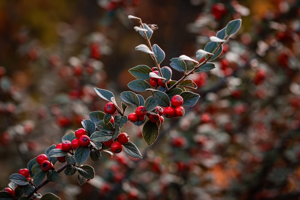 a bush with red berries and green leaves